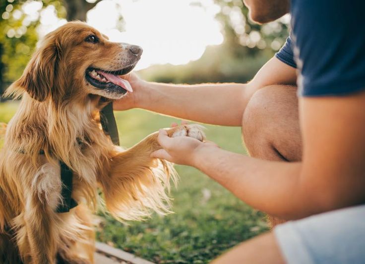 Giving Back to Shelters